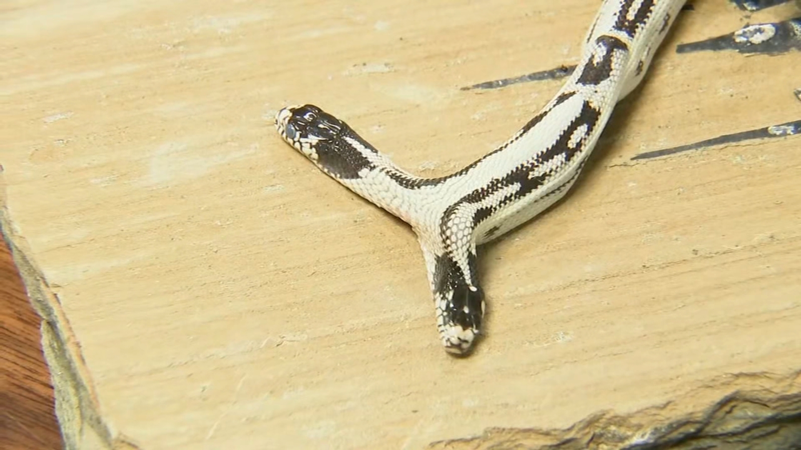 Rare 2-headed snake born at Bay Area pet store has died