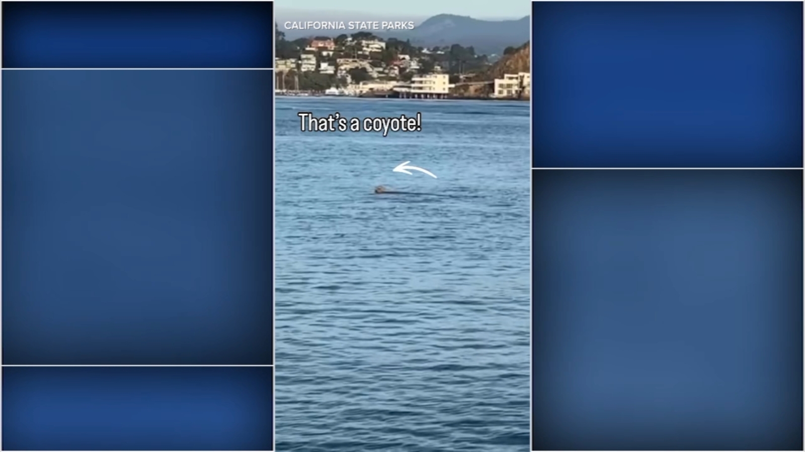 Rare sighting: Coyote swims in SF Bay between Angel Island and Tiburon