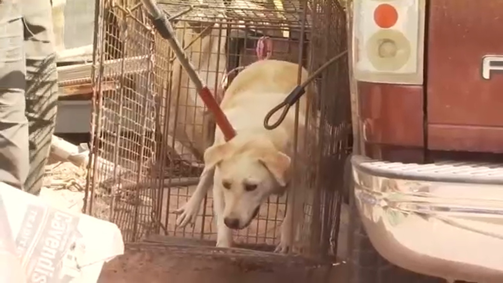 10 aggressive dogs captured in Merced County, officials say