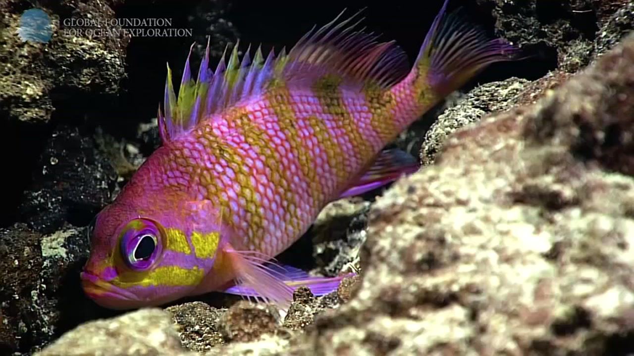 Check out this breathtaking footage of underwater life