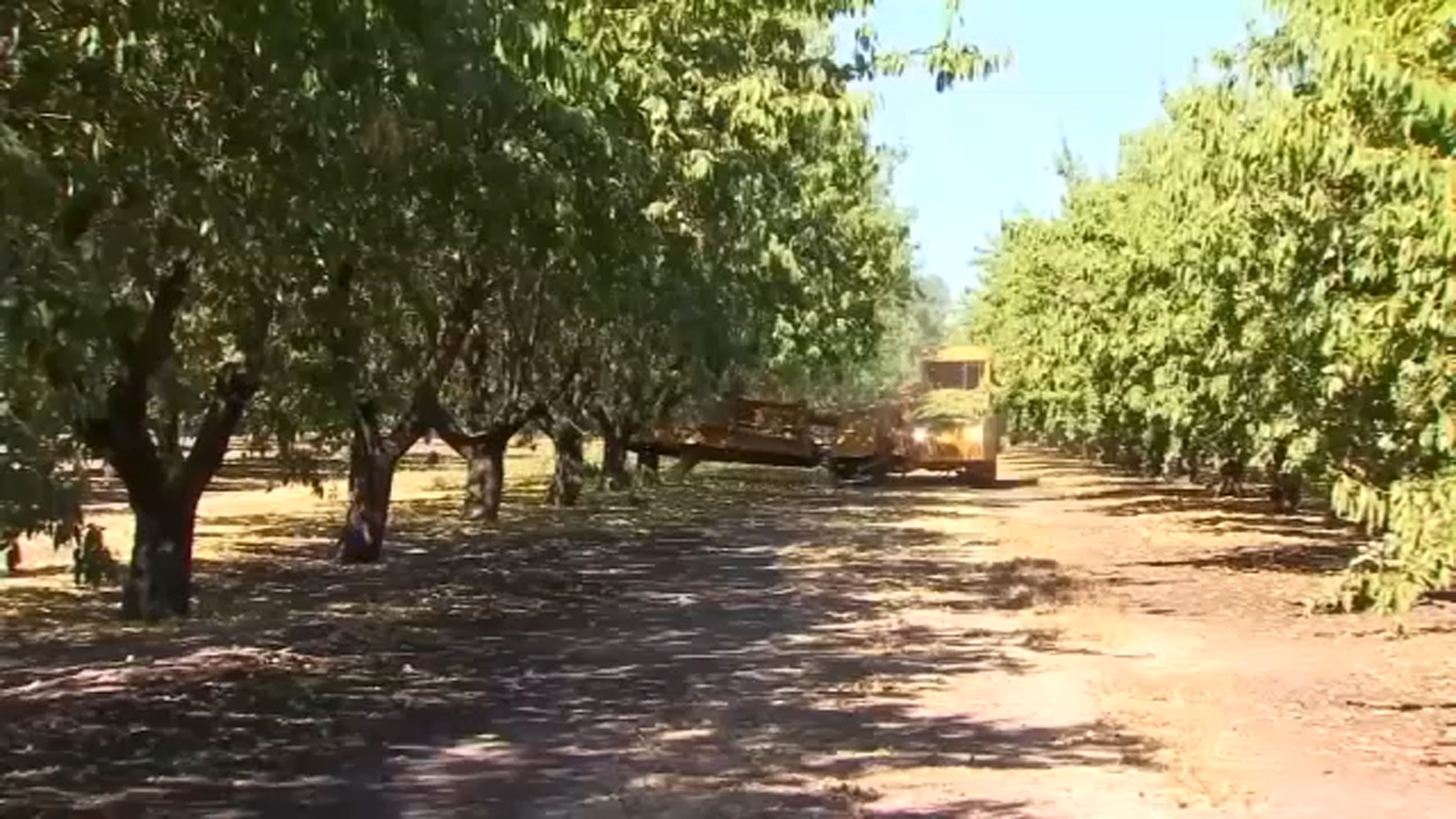 New partnership to help UC Merced students learn more about almond production