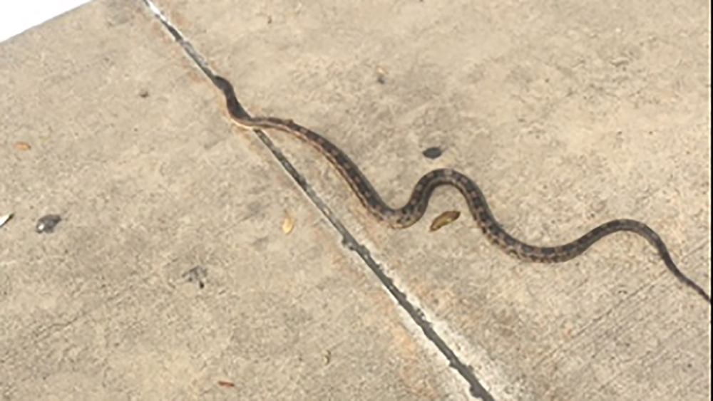 Snake stuck in SUV in Pearland parking lot