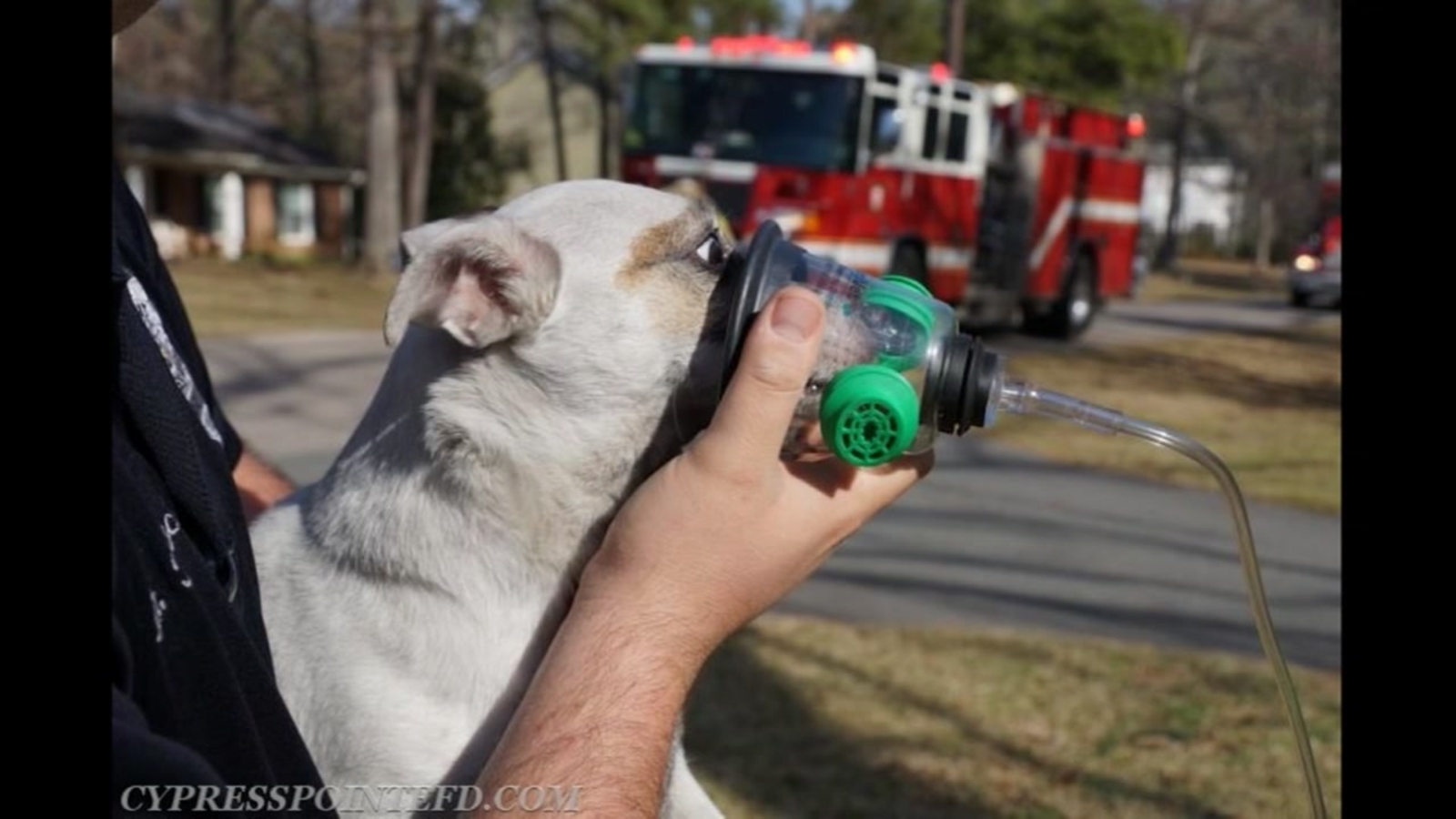 Firefighters treat dog with oxygen ABC13 Houston