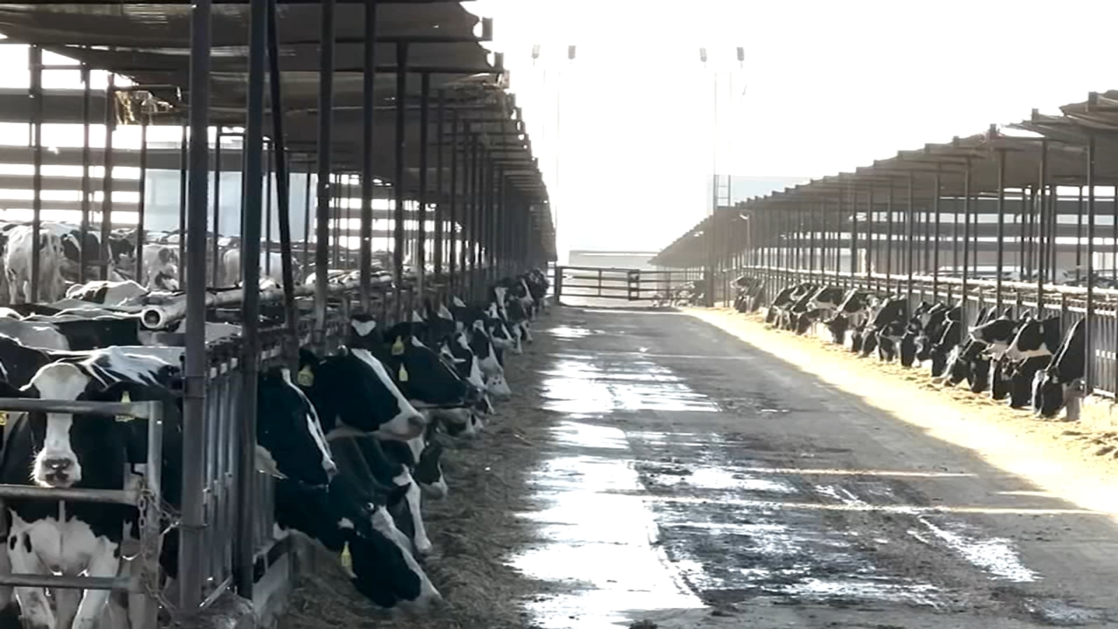 USDA Provides $1B Relief for 2023-24 Flood, Wildfire Livestock Losses