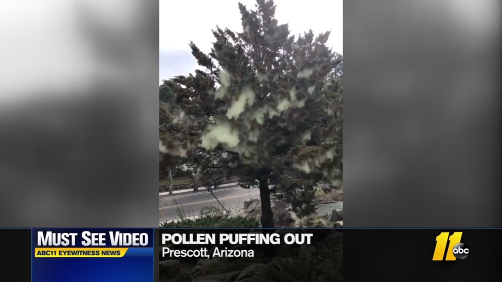 Look at all that pollen! ABC11 RaleighDurham