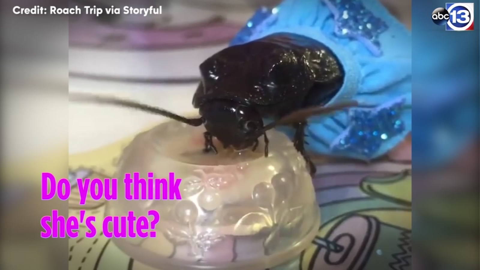 Cockroaches in dresses ABC13 Houston