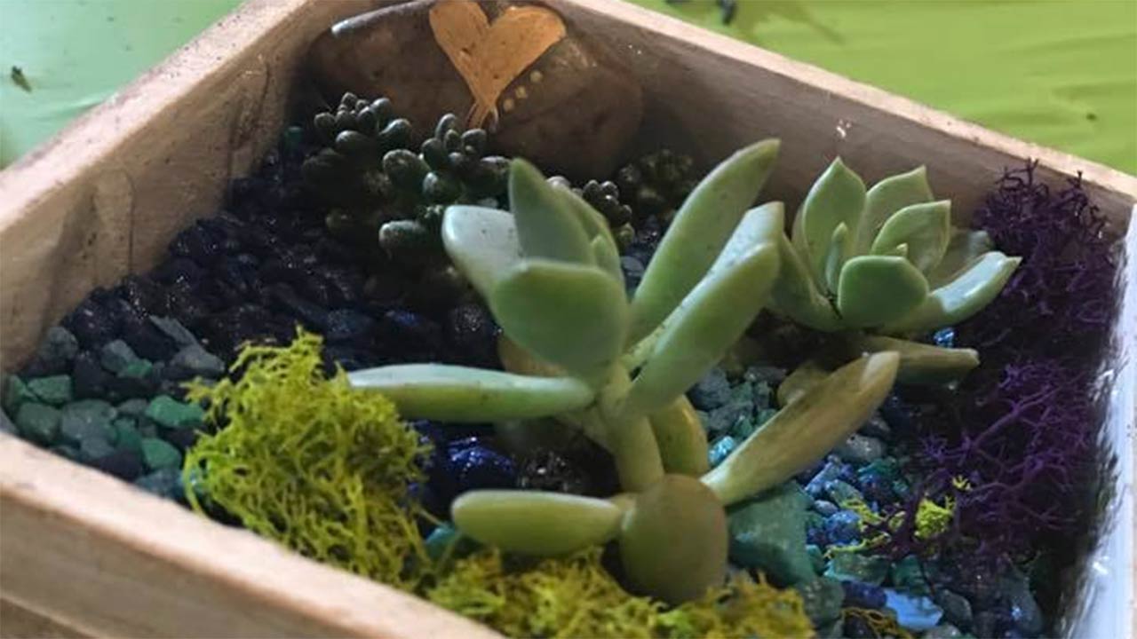 Plant Nite