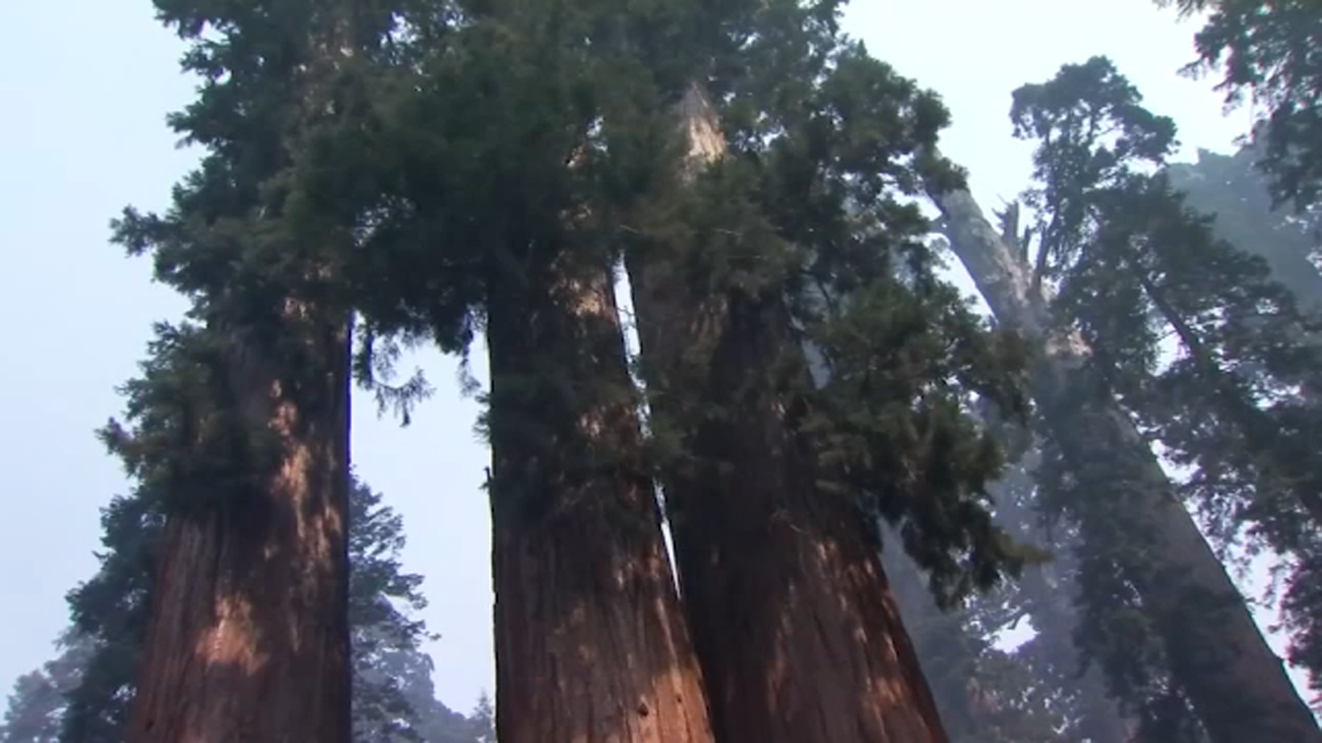 Smokejumpers work to save Giant Sequoias from Garnet Fire