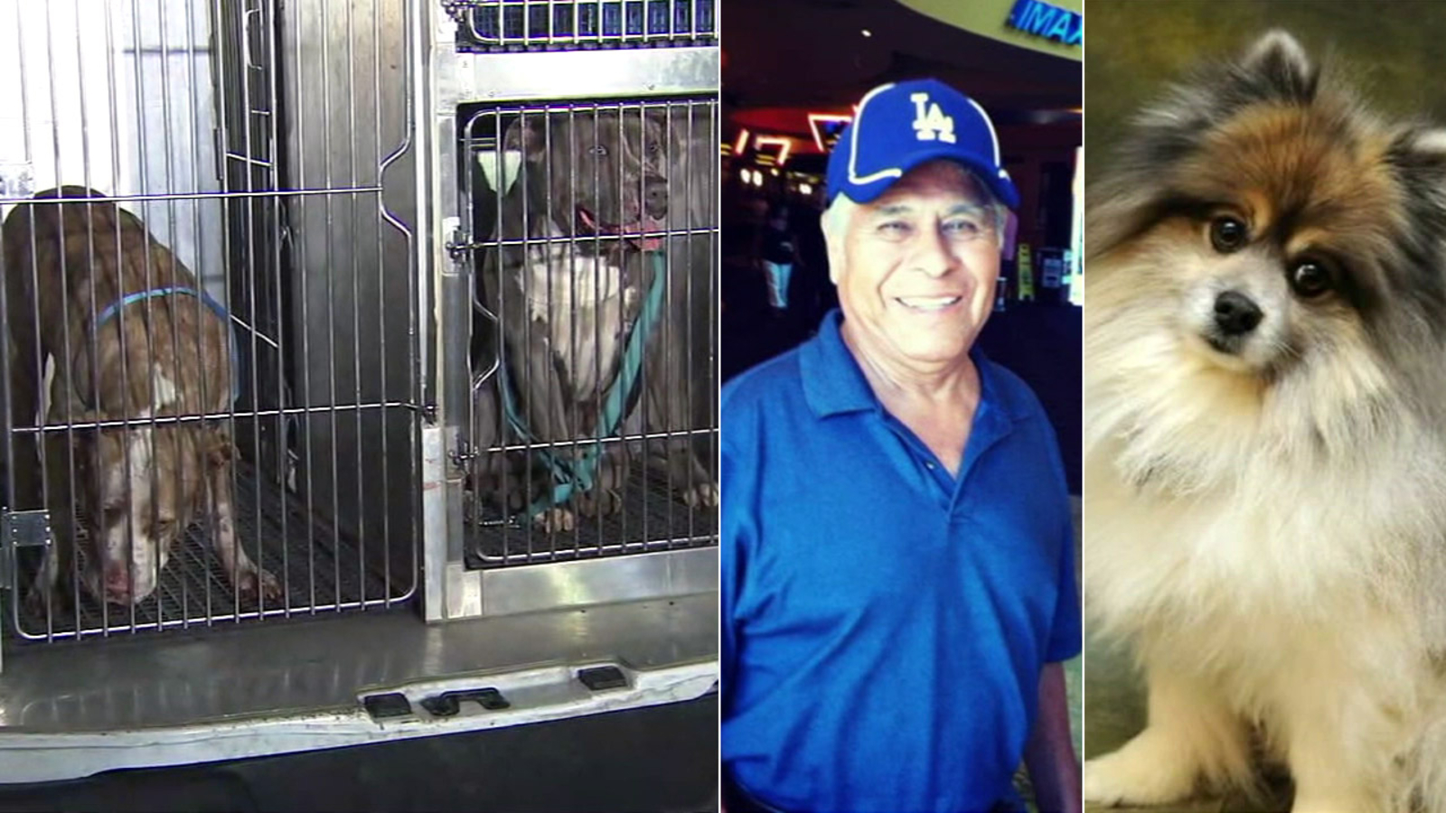 Hearing held for 2 pit bulls that killed man, dog in Lincoln Heights