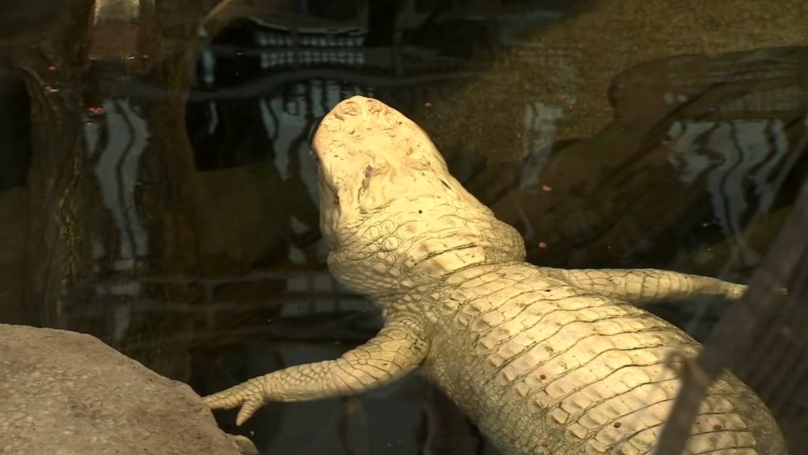 Claude the albino alligator celebrates 30th 'Hatch Day' at Cal Academy of Sciences