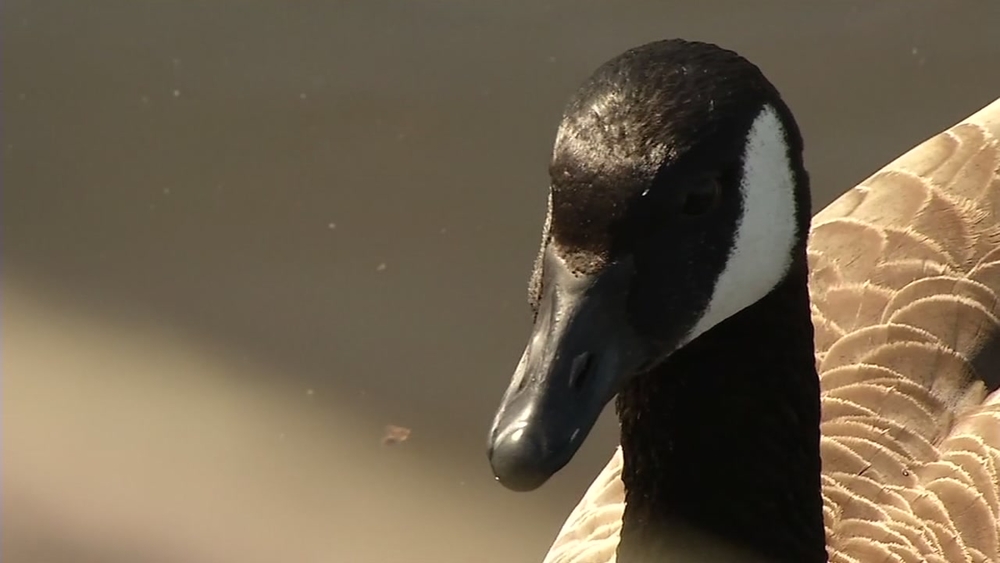 Walnut Creek man left limping after geese attack
