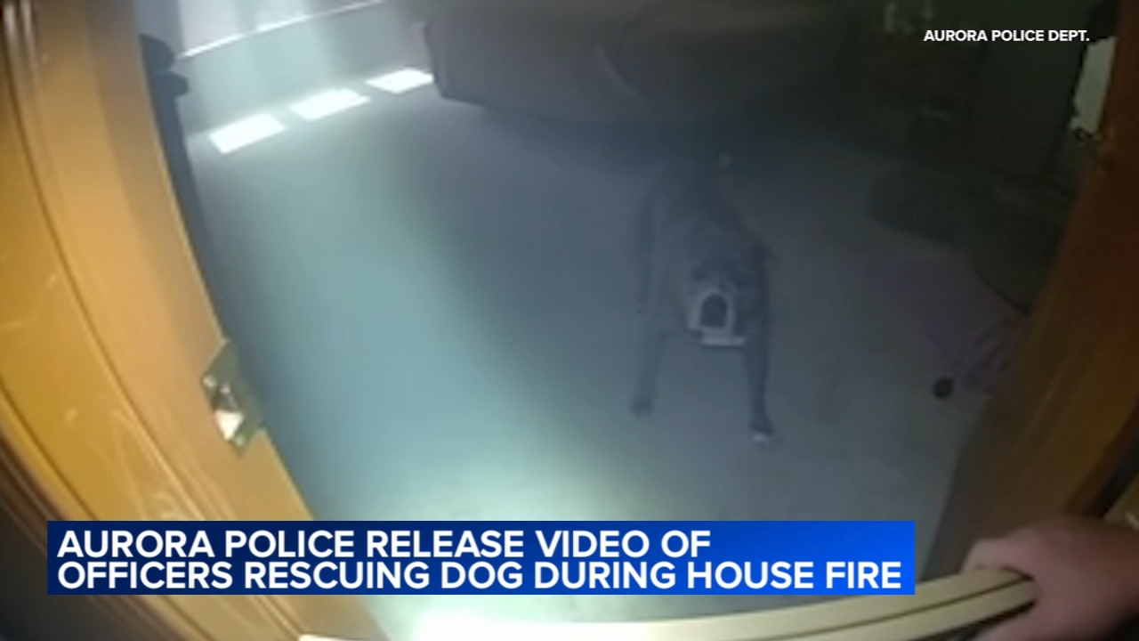 Aurora police share video of officer rescuing dog from house fire on Whitehall Court - ABC7 Chicago