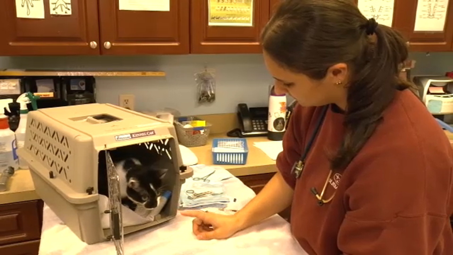 Harmony Animal Rescue Clinic