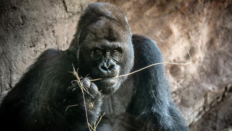 Despite his status as the silverback, Gino was often a goofball and engaged with the people and animals around him.