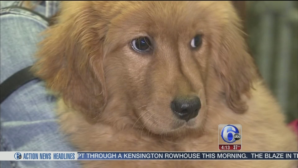 Puppies from now-closed NJ shop ready for homes