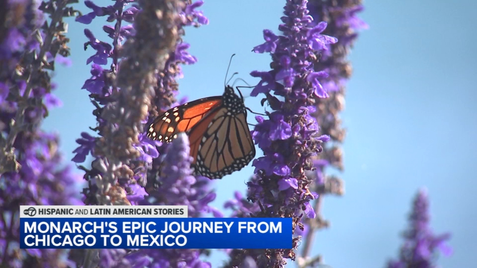 Monarch butterfly begins 'magical' journey from Chicago to Mexico in time for Dia de Los Muertos