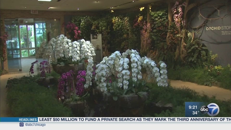 Orchid Show At Chicago Botanic Garden Abc7 Chicago