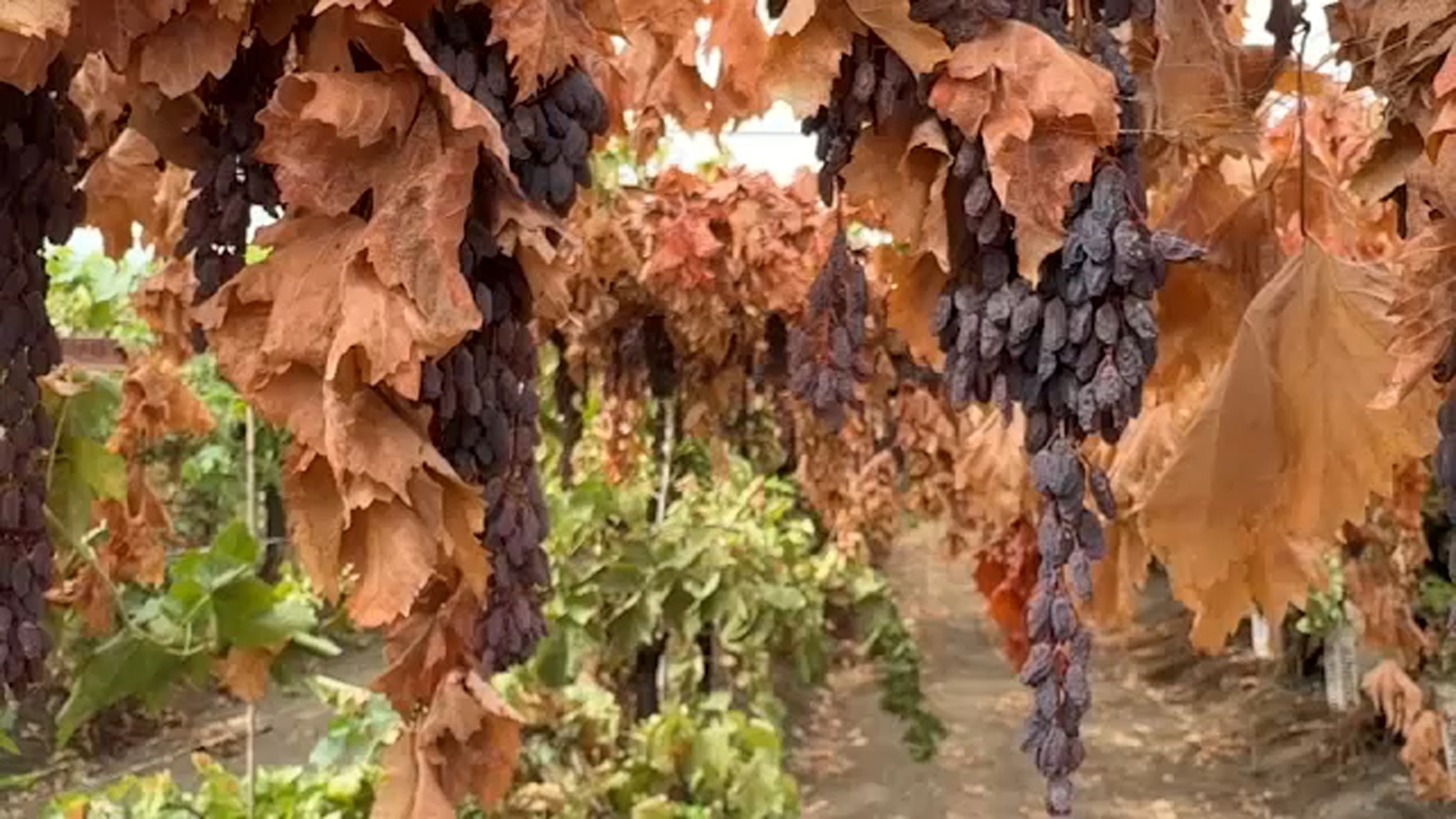 Valley raisin industry 'hit hard' by late summer story