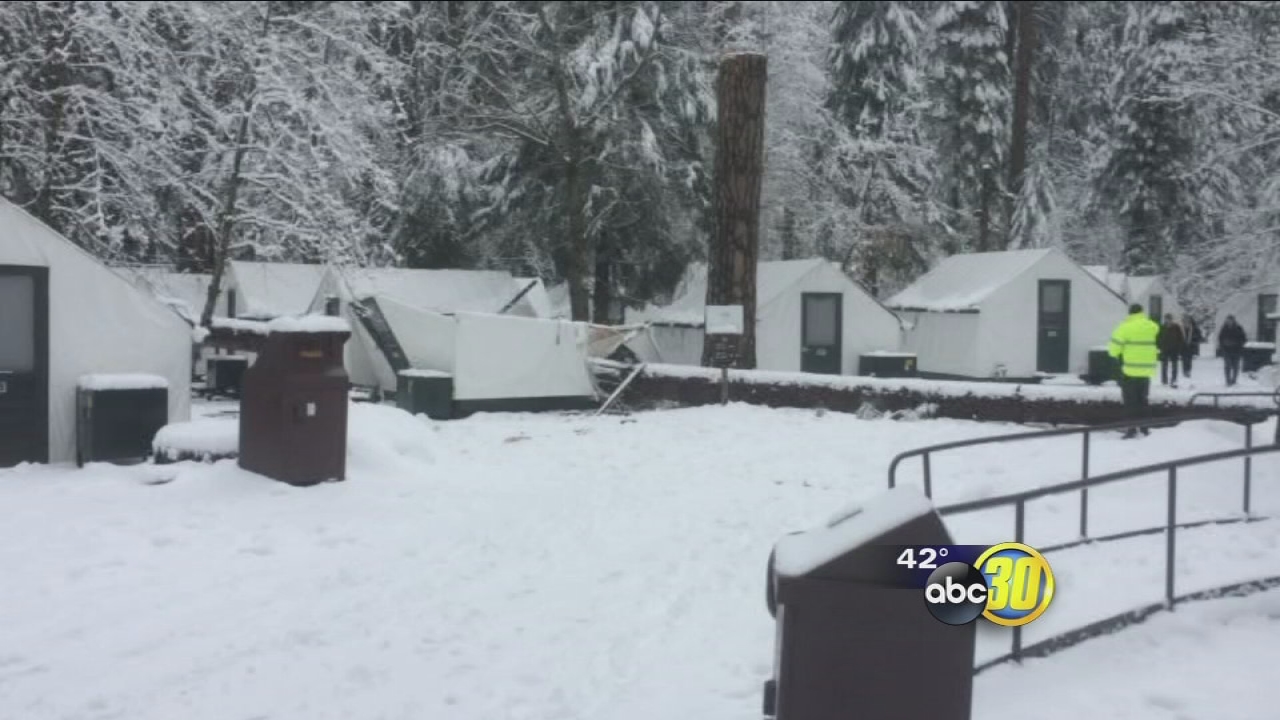 Woman dead after tree falls at Yosemite National Park, authorities say