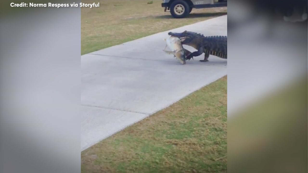 Alligator caught walking across golf course with big fish in mouth