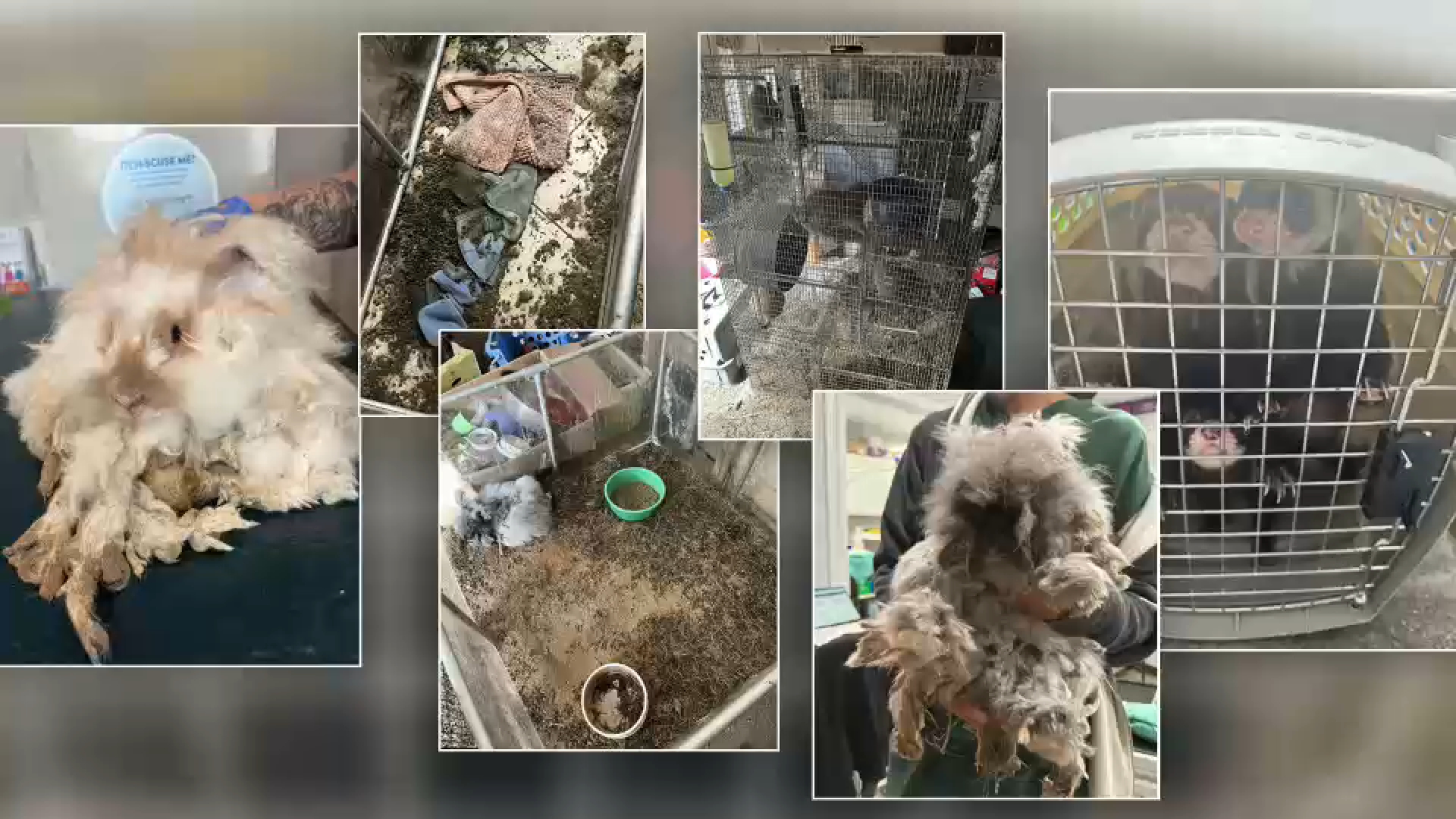84 dogs, cats and exotic animals removed from Orange County home