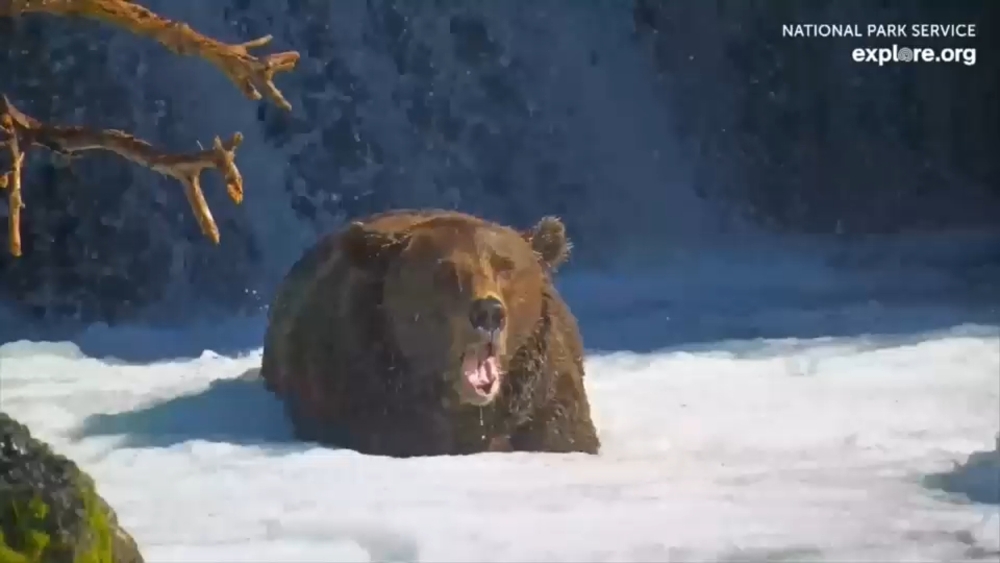 'Fat Bear Week' returns with hope to raise awareness on environmental conservation