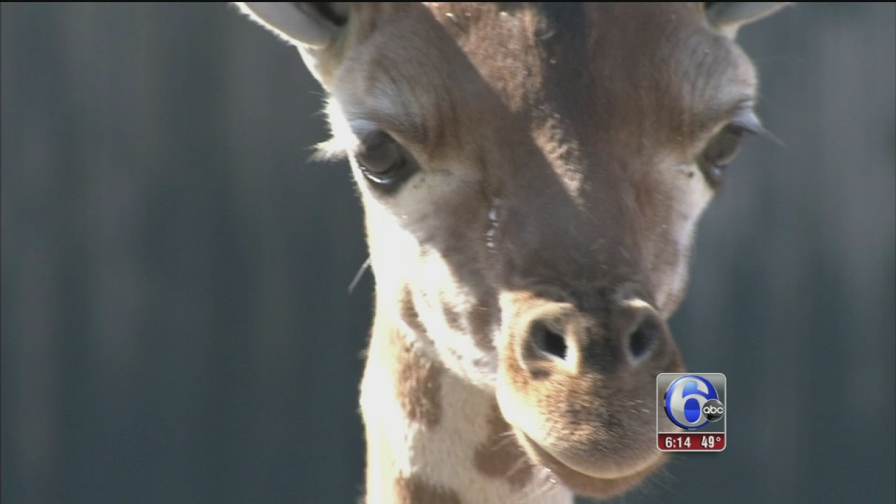 Baby giraffes make Six Flags Great Adventure debut