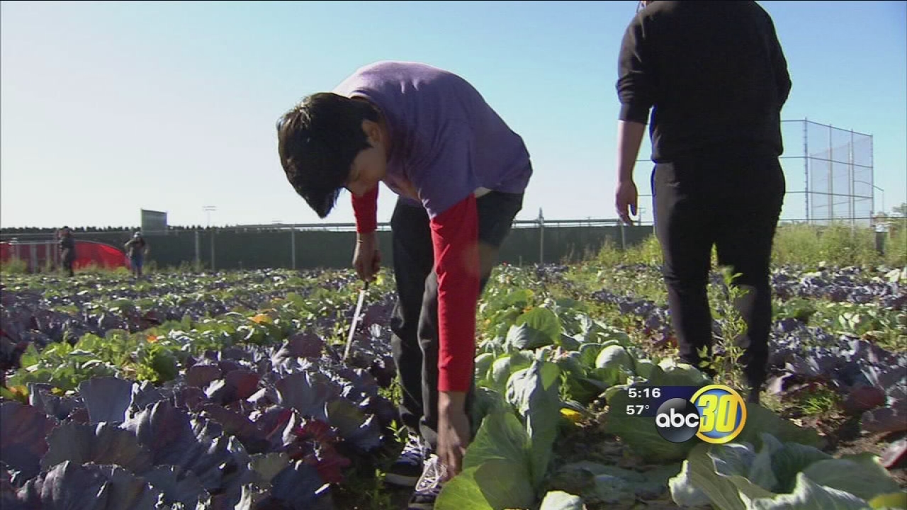 Kerman High students receive hands-on lesson in farming
