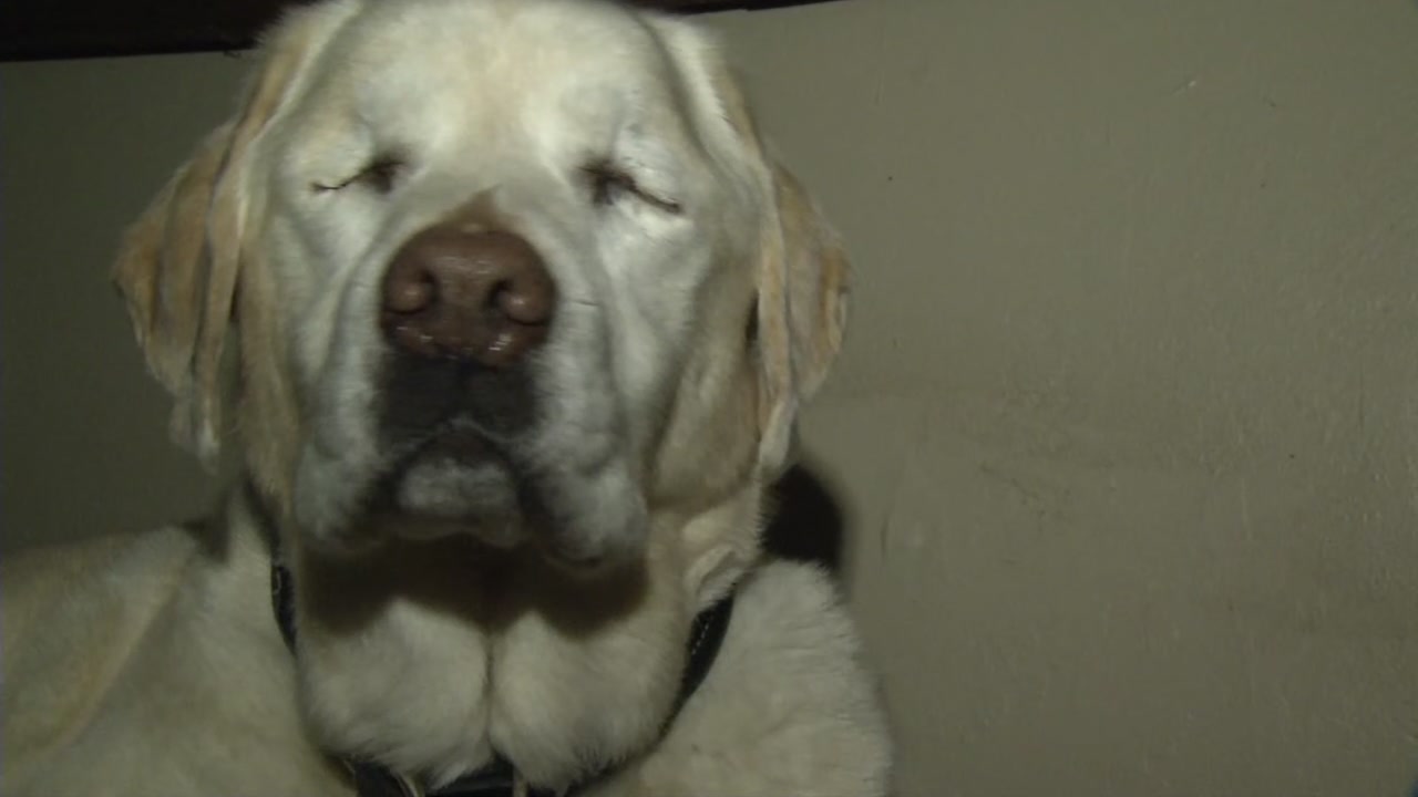 Blind dog miraculously found alive after 7 nights lost in Santa Cruz Mountains