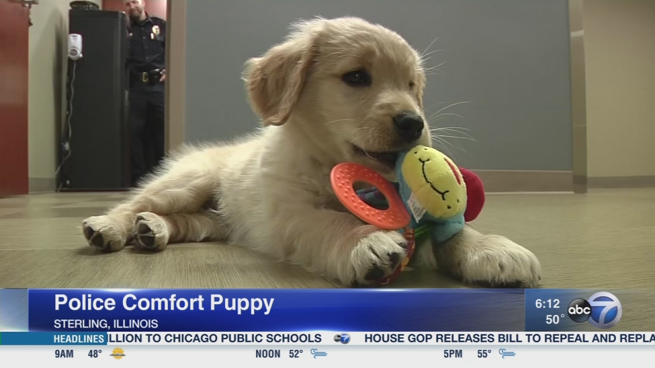 Sterling puppy K9 trains as comfort dog