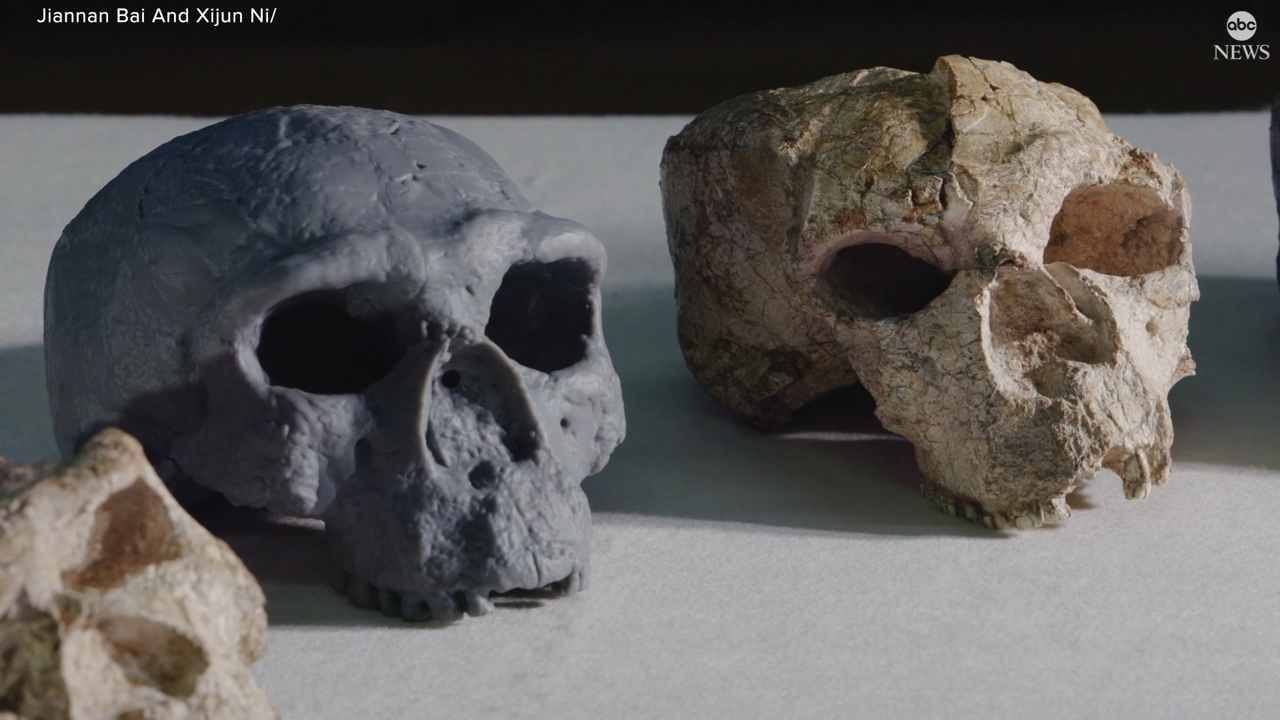 Million-year-old skull could rewrite timeline of human origin
