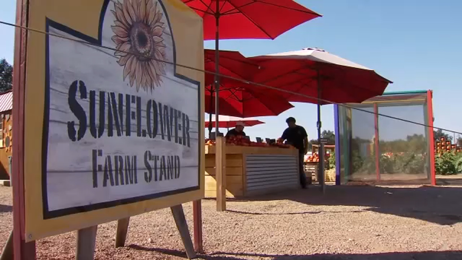 Sunflower Farm Stand opens in Sanger to celebrate the fall season