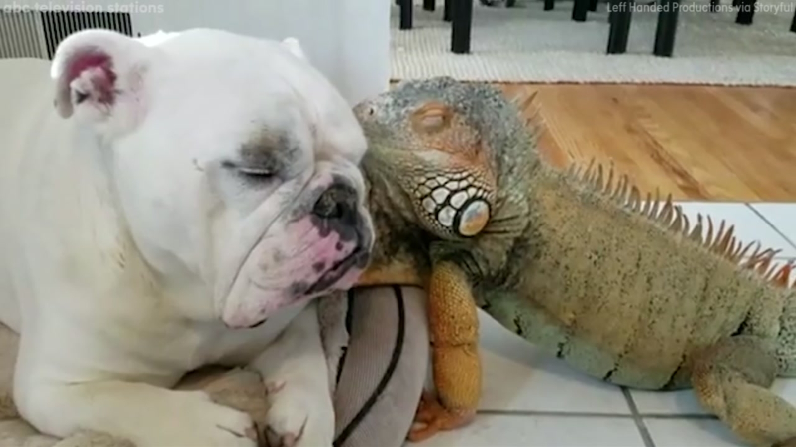 Bulldog and iguana are unlikely friends ABC13 Houston