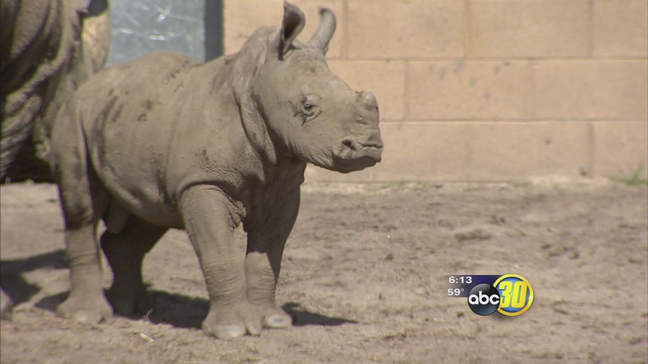 Crowds gathered to see baby rhino for first time as Fresno Chaffee Zoo begins to make more changes