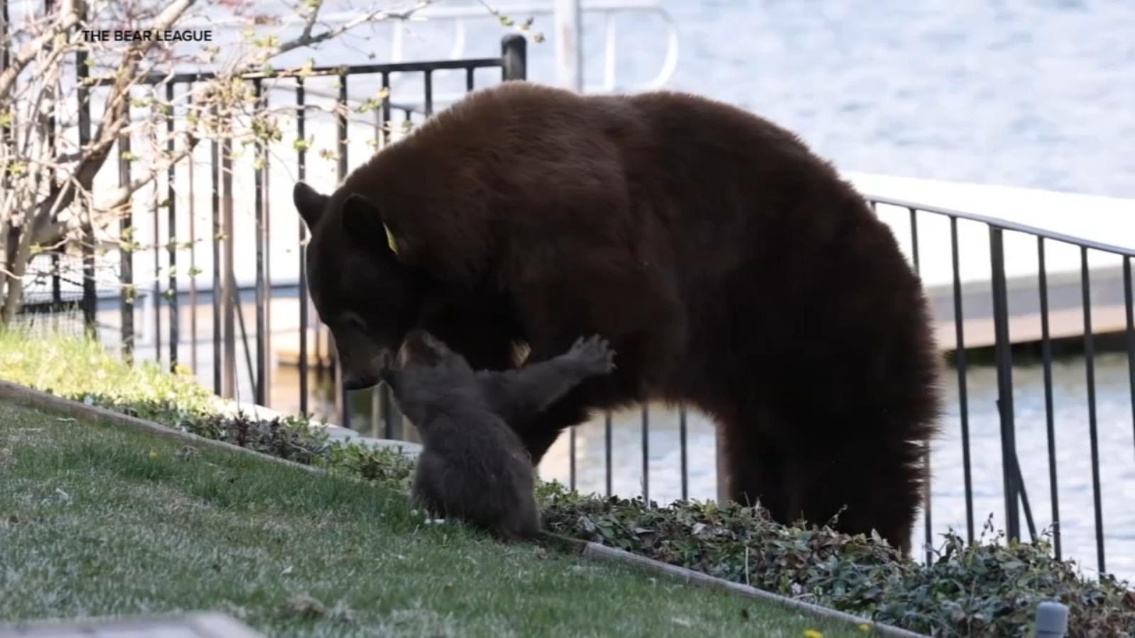 Battle to save Lake Tahoe mama bear from being euthanized continues