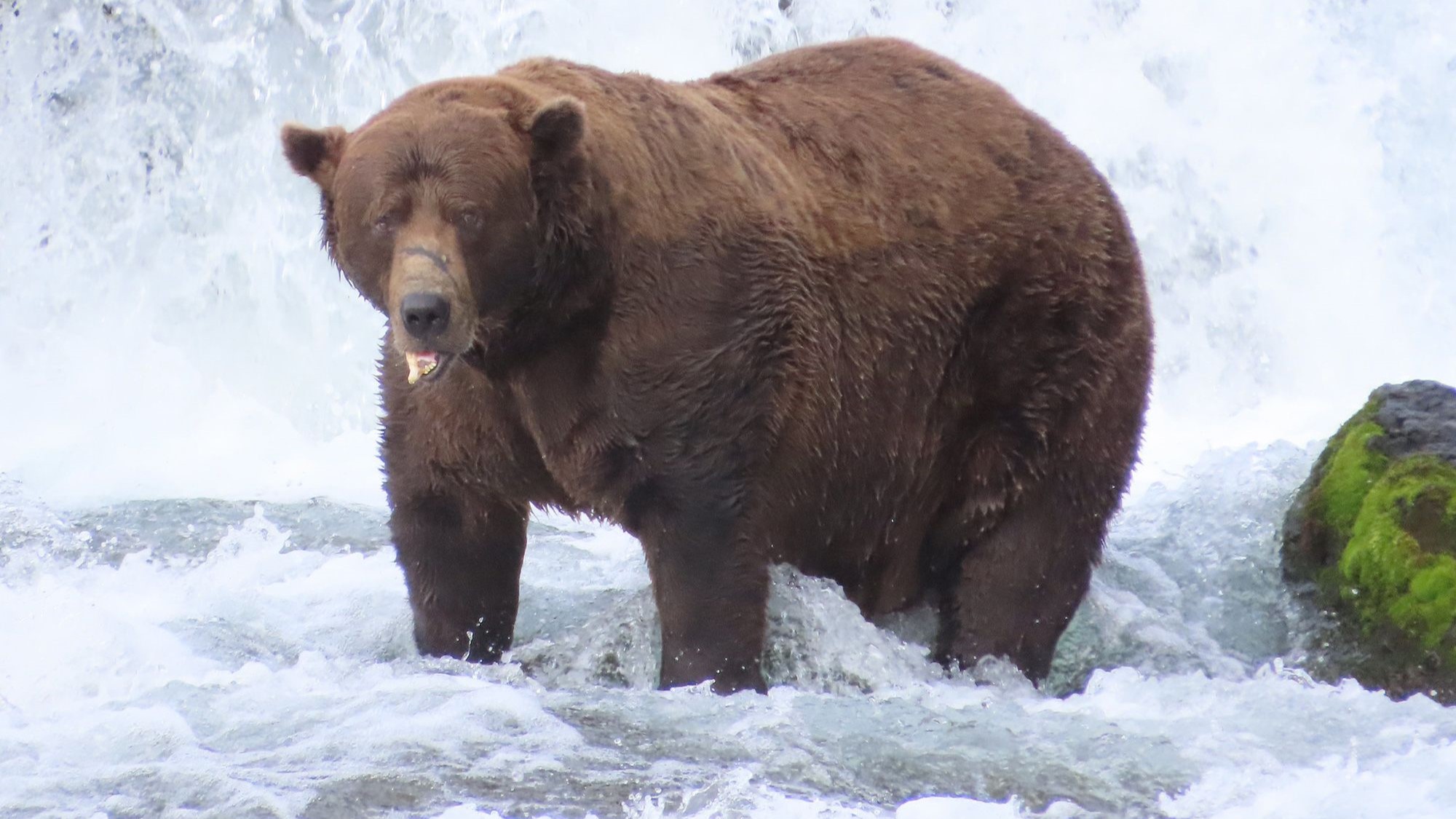 Bear 32, Chunk, hunts for salmon in the Brooks River.