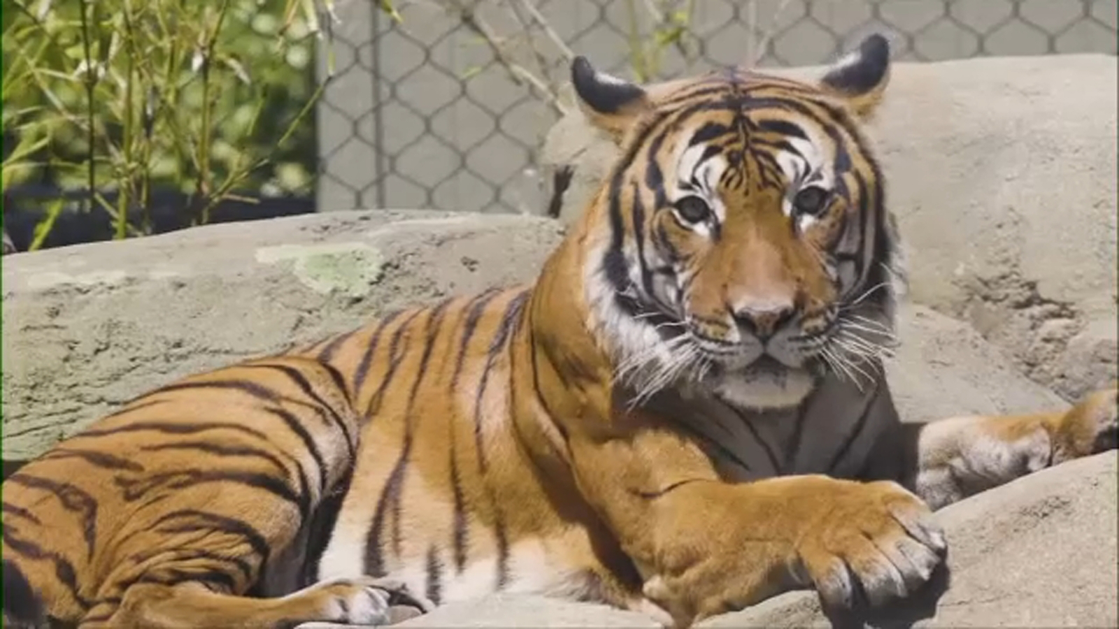 Fresno Chaffee Zoo wins 2 prestigious awards for top exhibit and advocacy impact