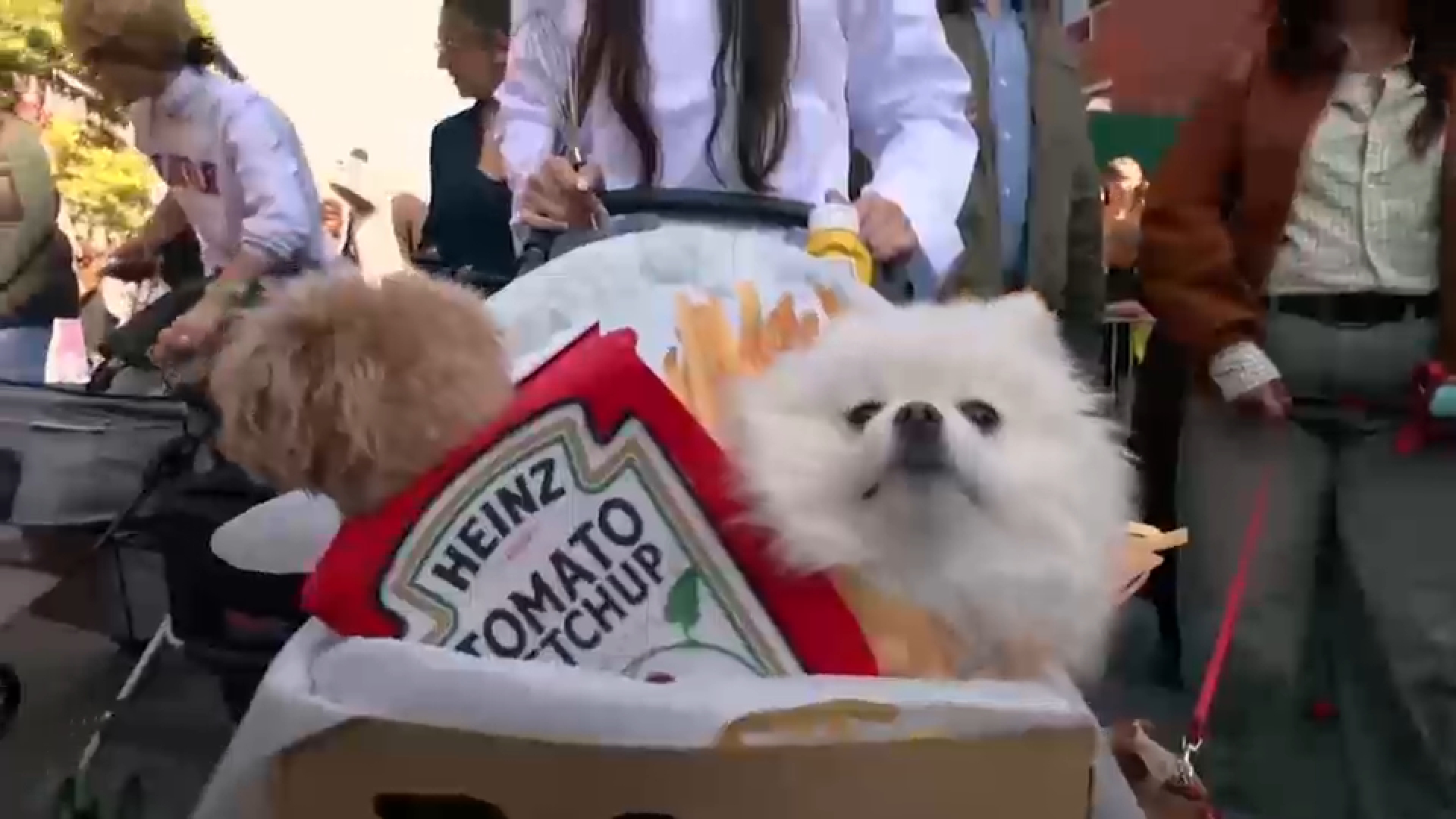 Tompkins Square Halloween Dog Parade to return October 19