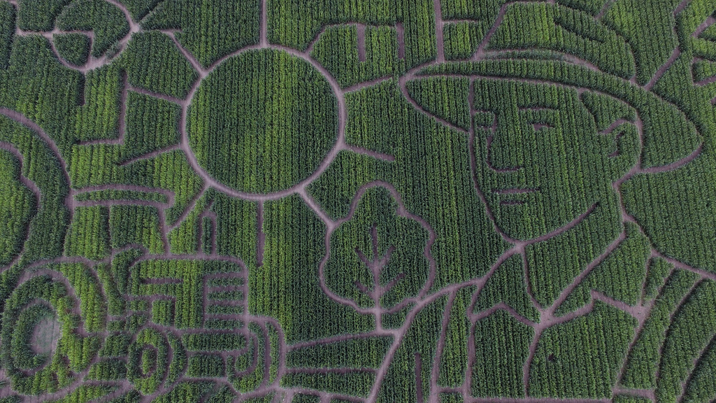 The corn maze at Cool Patch Pumpkins is photographed Monday, Sept. 29, 2025, in Dixon, Calif.