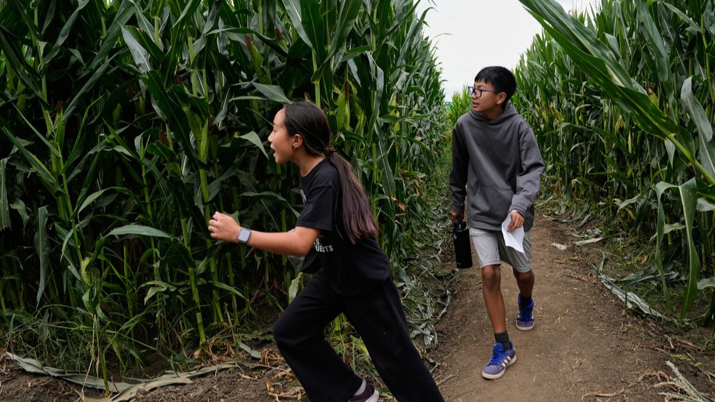 Ellie Webster, left, Darren Tang find a bridge after turning a corner inside the corn maze at Cool Patch Pumpkins in Dixon, Calif., Monday, Sept. 29, 2025.