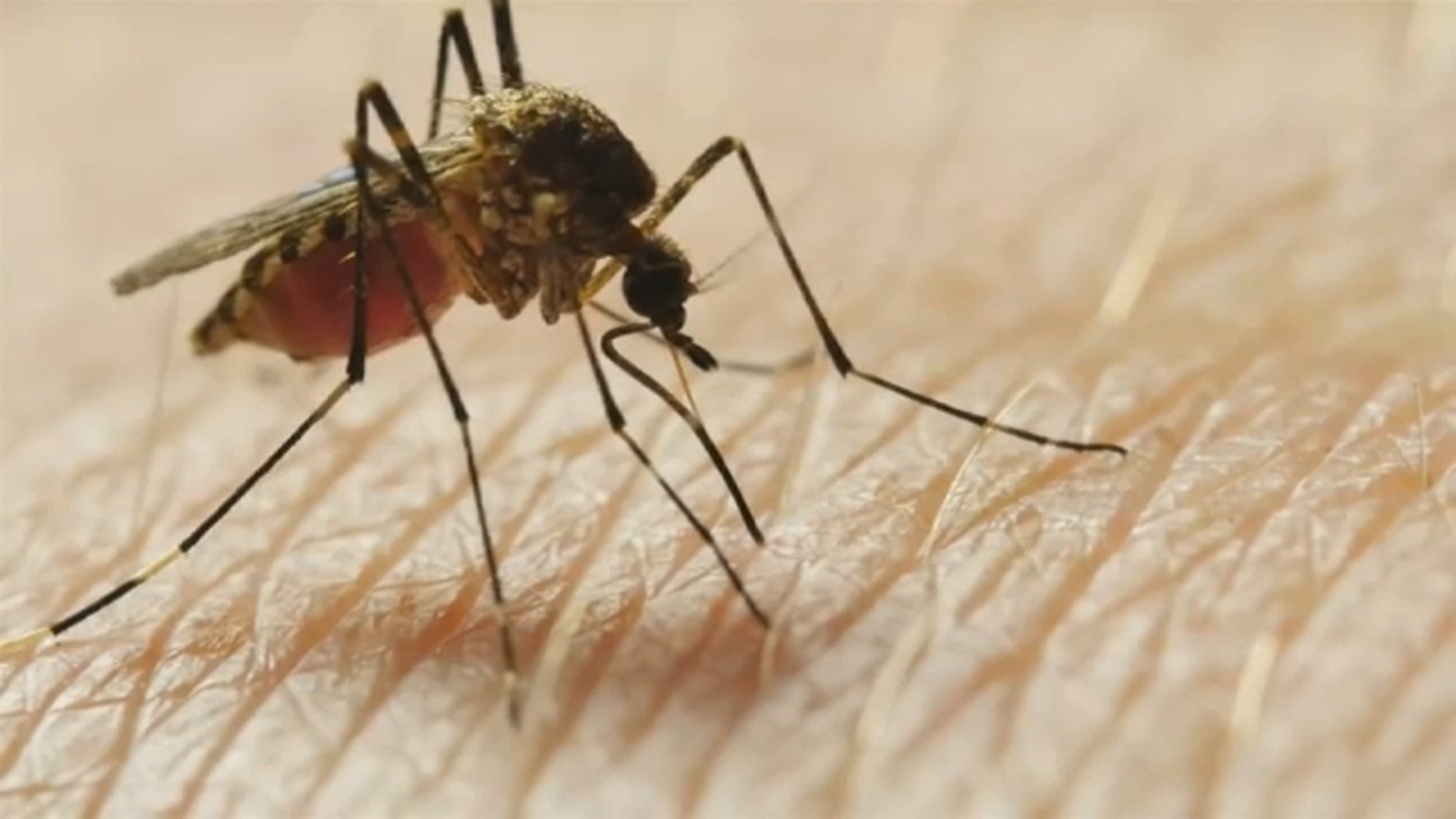 Kings County health officials confirm human West Nile Virus death