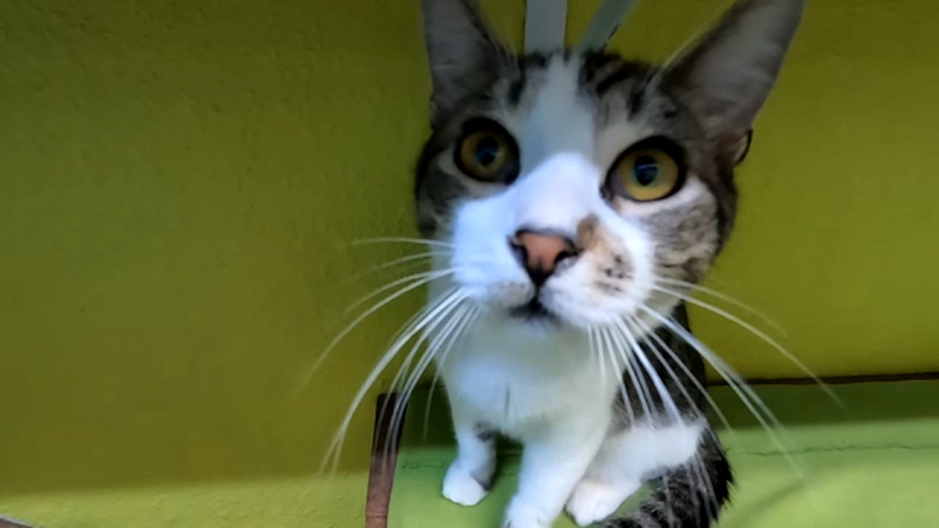 Valley Animal Center makes changes to animal intake to better serve those already in their care