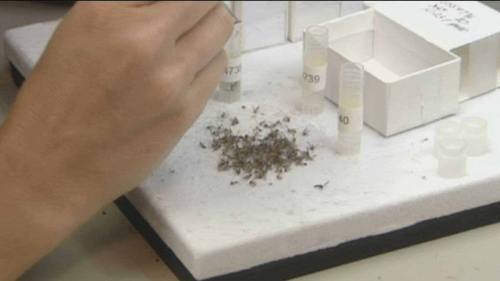 This Urgent Chikungunya Warning From Who Could Save Your Life - fs871iz