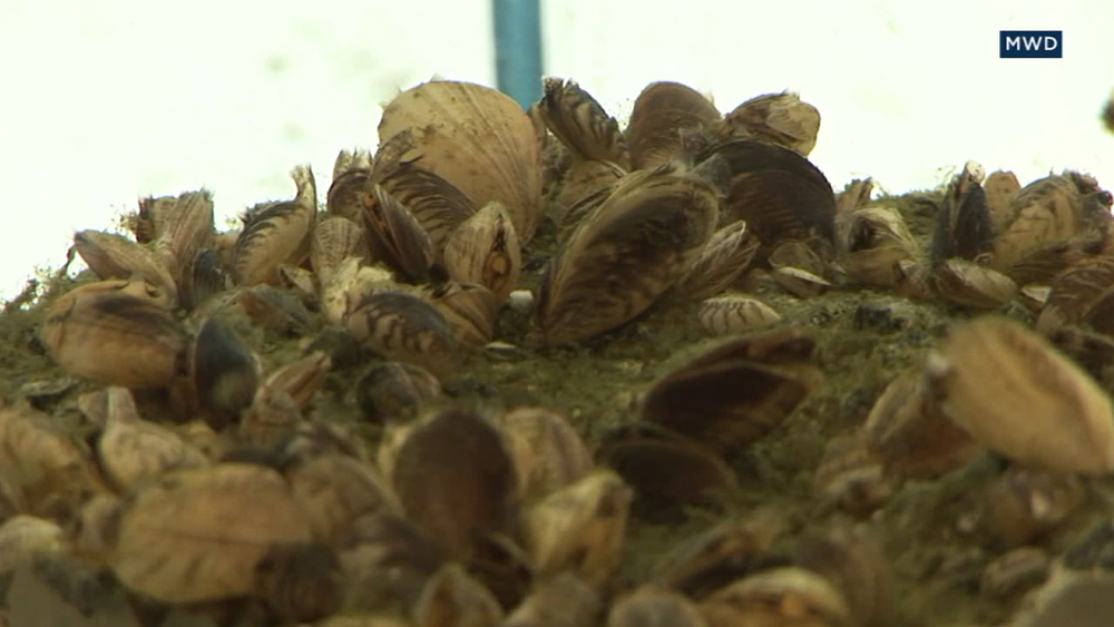 Officials concerned about mussel infestation in IE lake