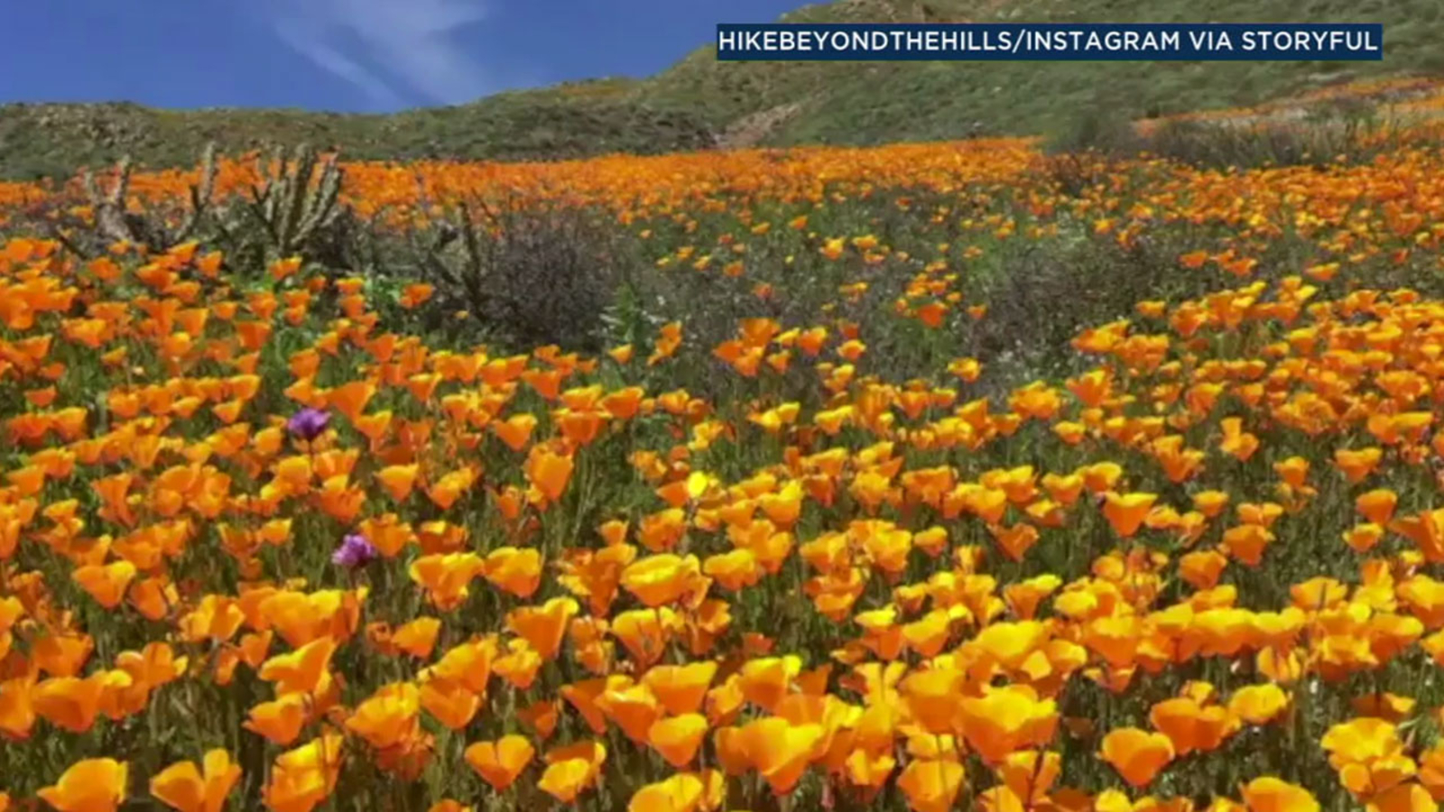 Super bloom creates stunning scenes in SoCal mountains ABC13 Houston