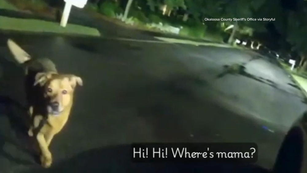 Loyal dog leads deputy to injured grandma, video shows