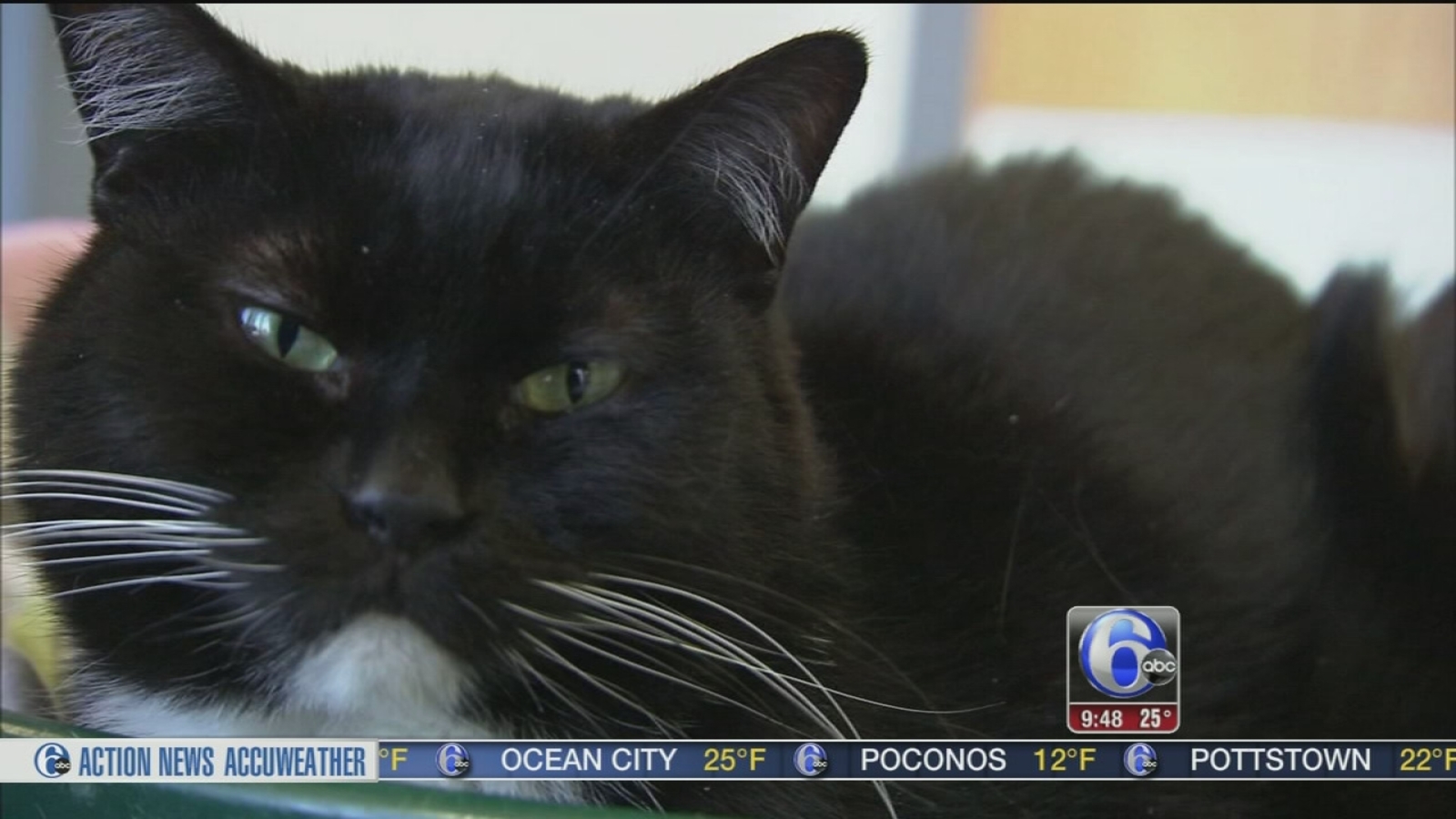 Shelter Me 6abc Philadelphia