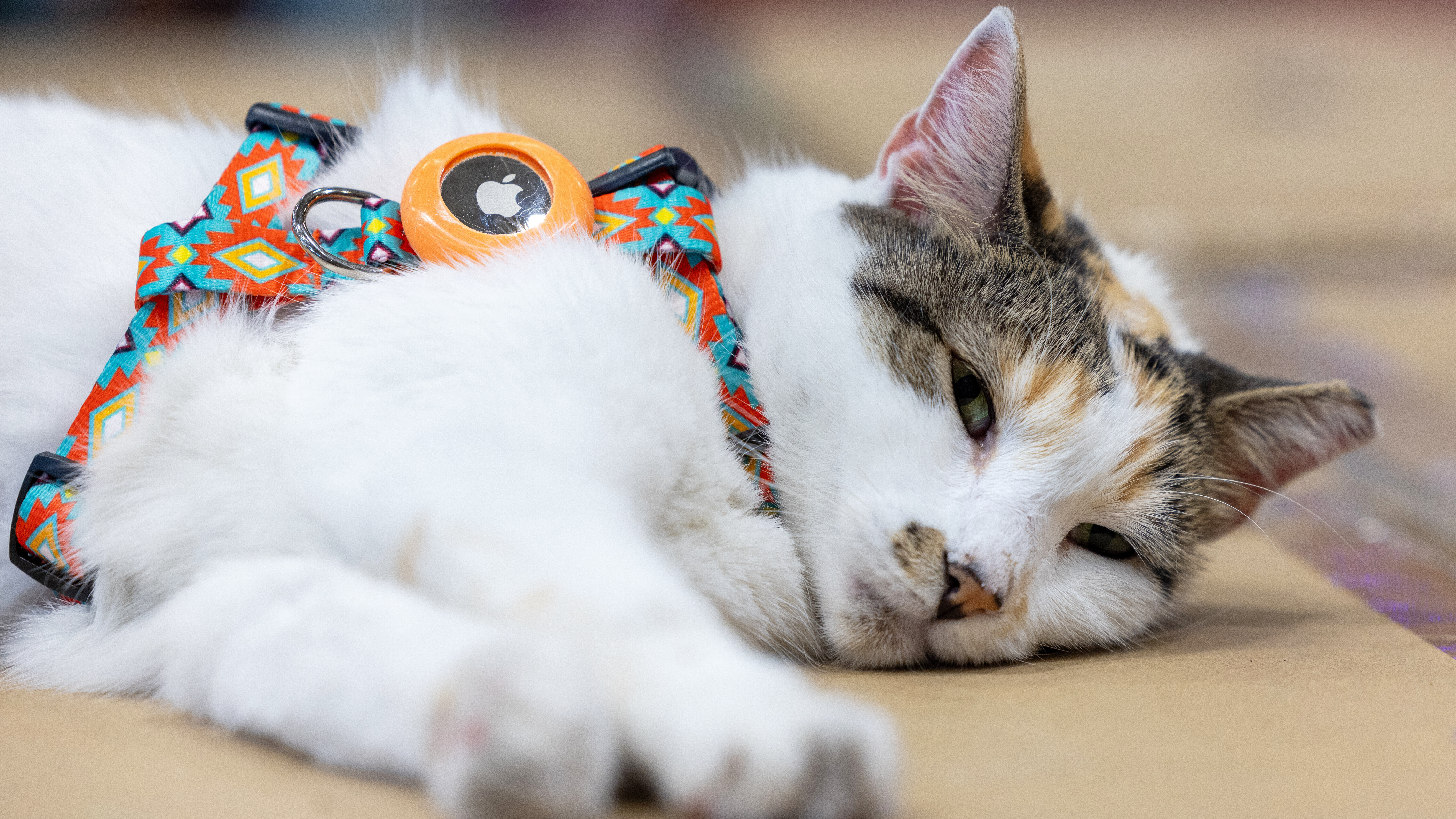 Francine, the store cat, on Tuesday, Oct. 7, 2025, in Richmond, Va. (Kevin Ridley/Lowe's via AP)