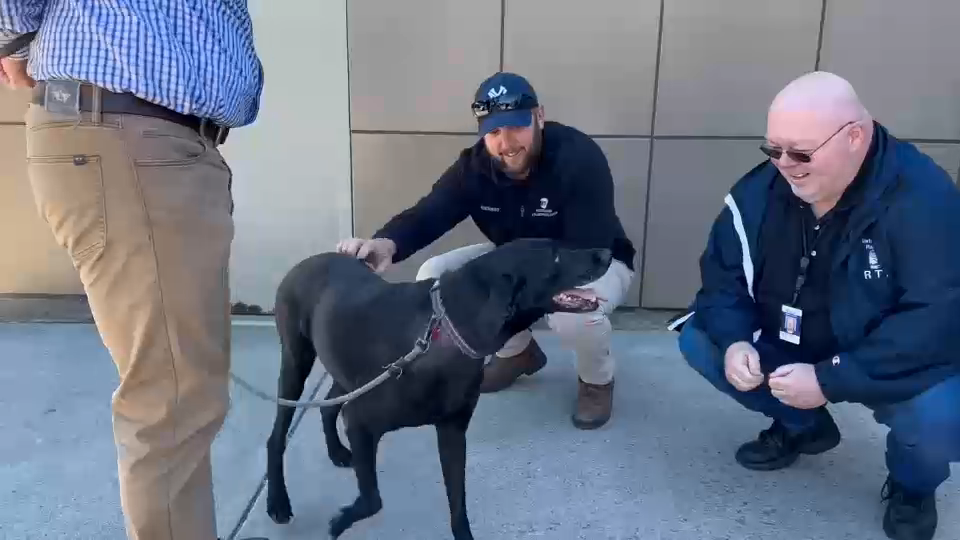 Metro-North employees and MTA police help rescue a dog from the tracks