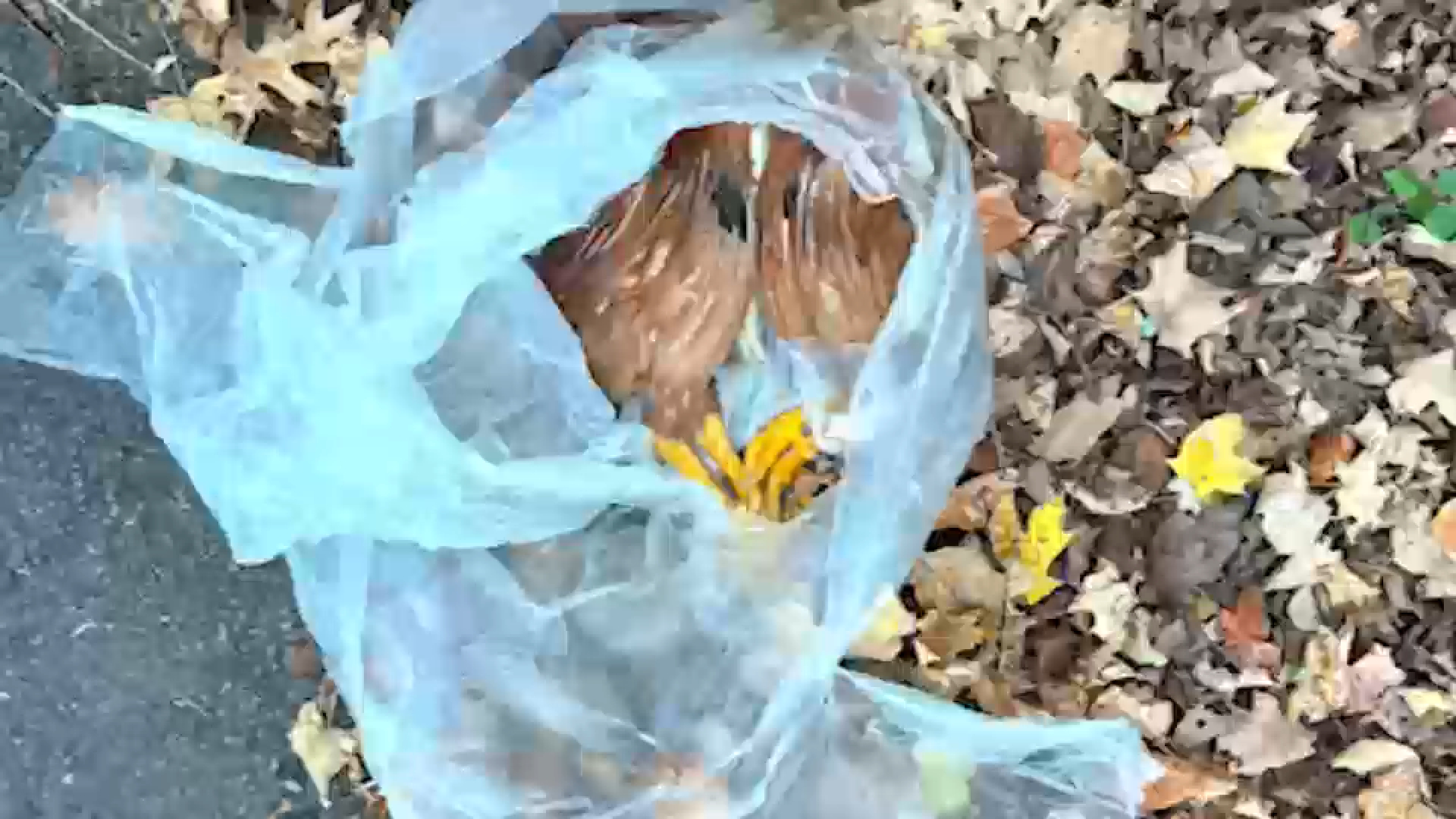 Mutilated birds found in bag; not an isolated incident
